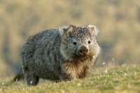 Vombat obecny - Vombatus ursinus - Common Wombat 5185